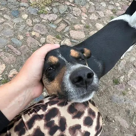 Karensminde Appartement *