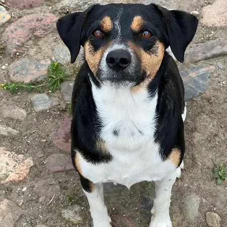 Διαμέρισμα Karensminde Jelling